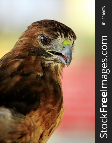 Closeup of a red tailed hawk a fierce predator in local forests and meadows