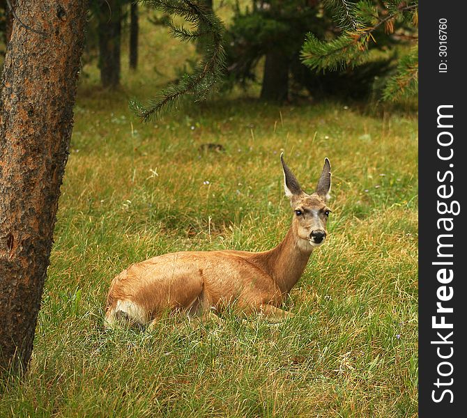 This female deer rests in the wet grass on a rainy summer evening. This female deer rests in the wet grass on a rainy summer evening.