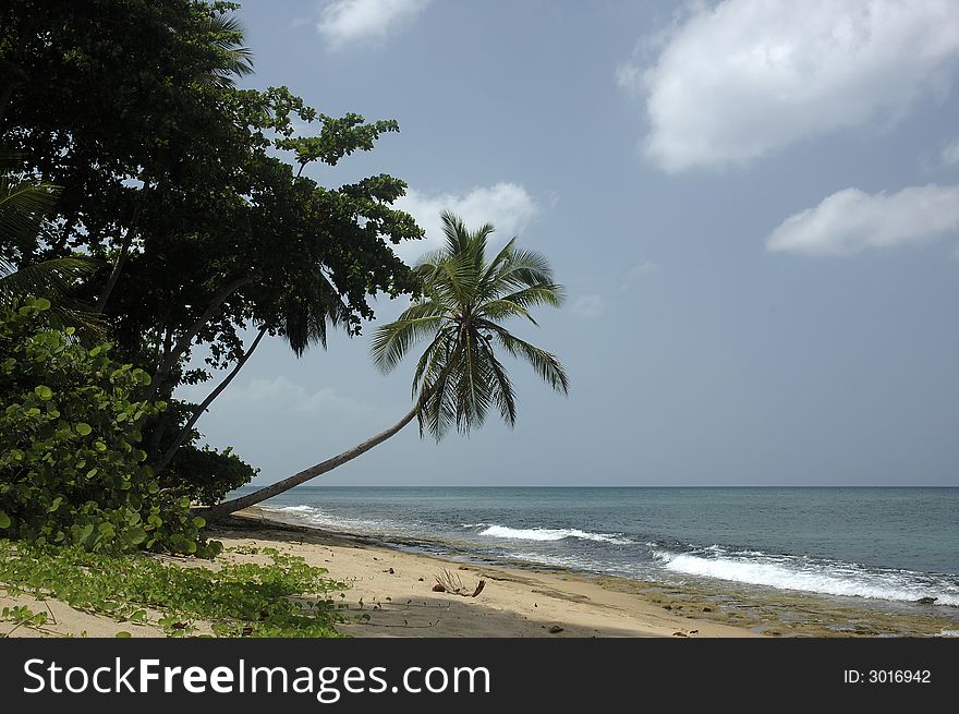 Tropical Beach 1