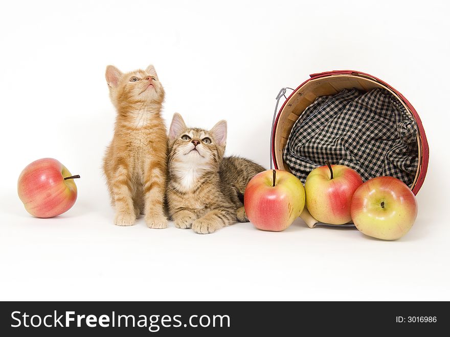 Kittens and apples