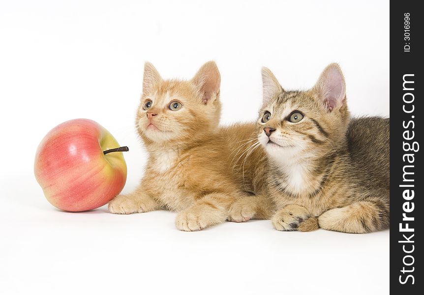 Two kittens next to an apple