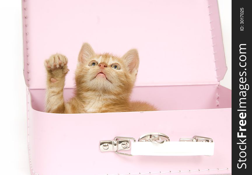 A yellow kitten sits inside a packed suitcase ready to go on a vacation or a trip. A yellow kitten sits inside a packed suitcase ready to go on a vacation or a trip.