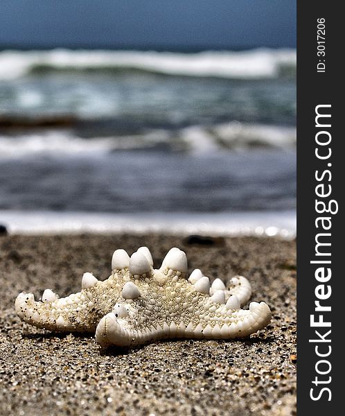 White seastar on the shoreline. White seastar on the shoreline