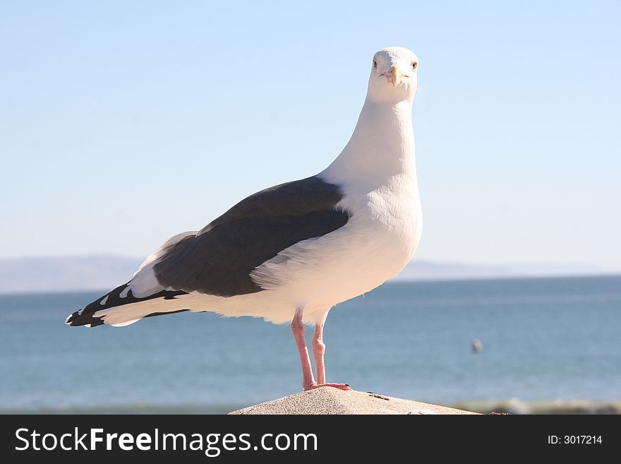 Seagull Frontview