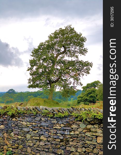 Tree behind a stone wall in the countryside in northern England. Tree behind a stone wall in the countryside in northern England