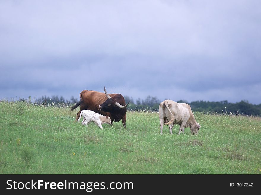 A longhorn bull, cow and calf standing in a pasture with a stormy sky in the background. A longhorn bull, cow and calf standing in a pasture with a stormy sky in the background.