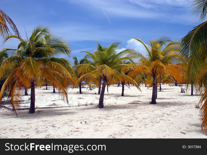 Palm trees on white beach