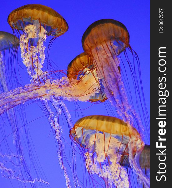 A group of Pacific Ocean jellyfish swim together. A group of Pacific Ocean jellyfish swim together.