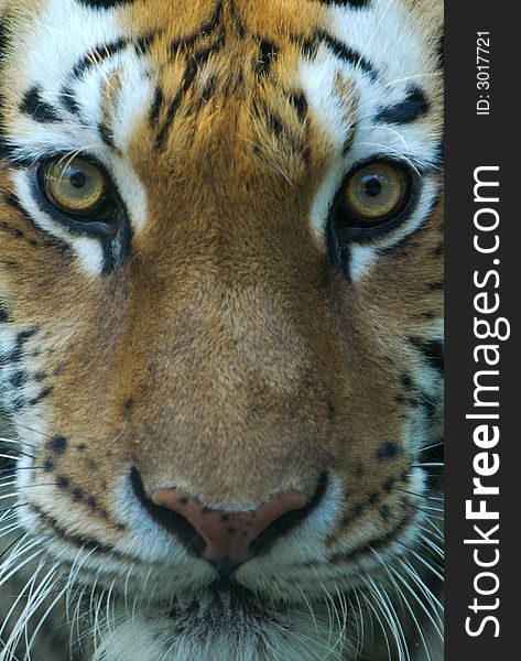 A close-cropped image of a tiger's face. A close-cropped image of a tiger's face.