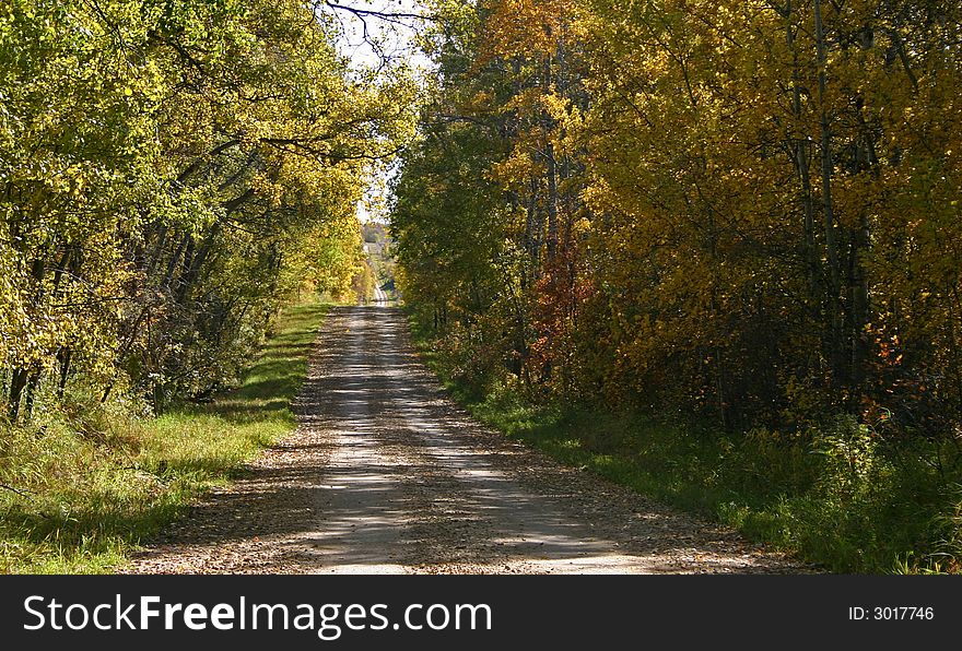 A dirt road stretching through an Autumn forest. A dirt road stretching through an Autumn forest.