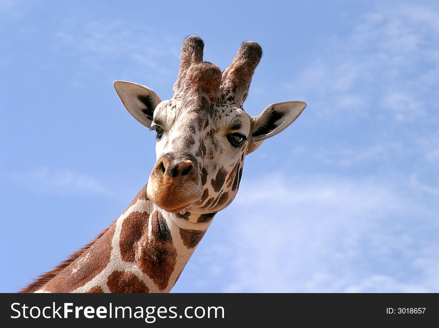 Headshot of giraffe looking down, against a blue sky. Headshot of giraffe looking down, against a blue sky.