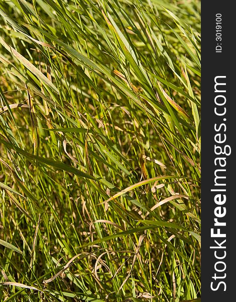 Green grass field nature background