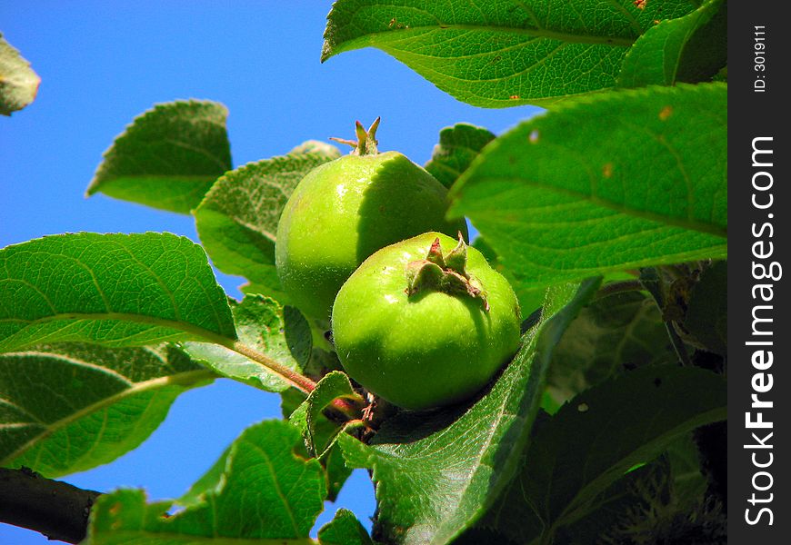 Green apples and leavs, blue sky