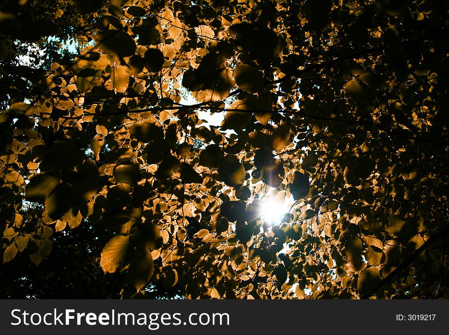 View of the sunset through the leafs of the trees. View of the sunset through the leafs of the trees