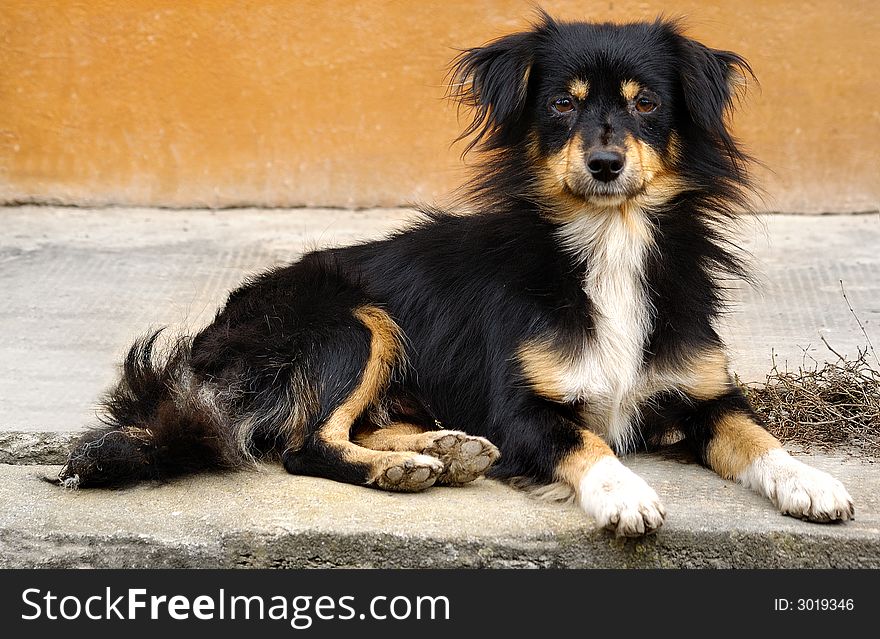 Cute black, tan and white, long-haired border collie dog, laying down...looking directly at camera. Cute black, tan and white, long-haired border collie dog, laying down...looking directly at camera.