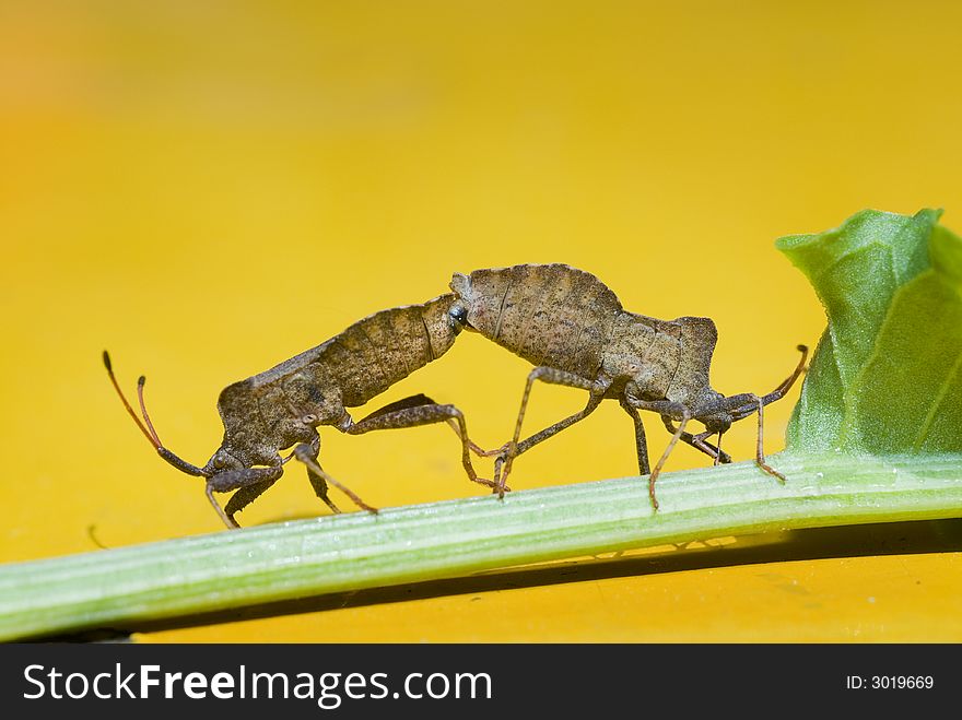 Spined Stink Bug