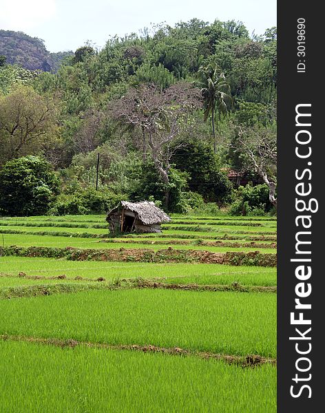 Rice field near Matale, Sri Lanka. Rice field near Matale, Sri Lanka