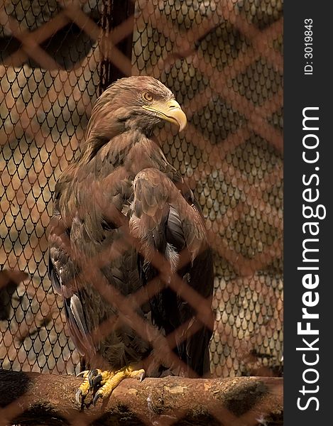 Grand eagle looks very impressive even in cage. Grand eagle looks very impressive even in cage