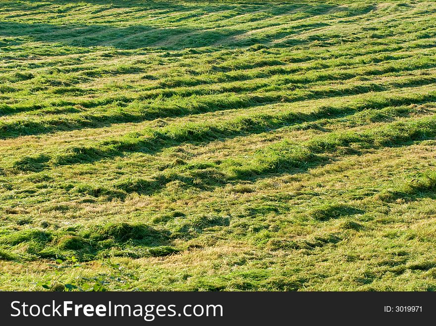 Fresh mowed hay in the sunshin