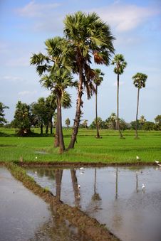 Paddy Fields In India Royalty Free Stock Photography