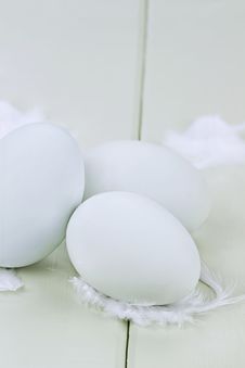 Fresh Ameraucana Eggs And Feathers 2 Royalty Free Stock Photography
