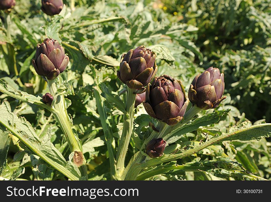 Globe artichoke (Cynara cardunculus) growing in a Mediterranean field. Globe artichoke (Cynara cardunculus) growing in a Mediterranean field.