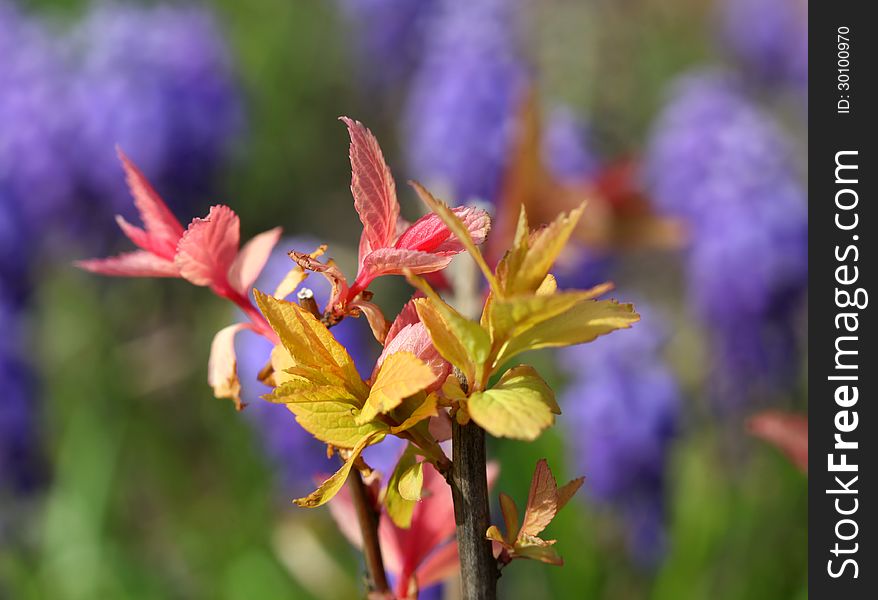 Colorful Freshly Grown Leaves