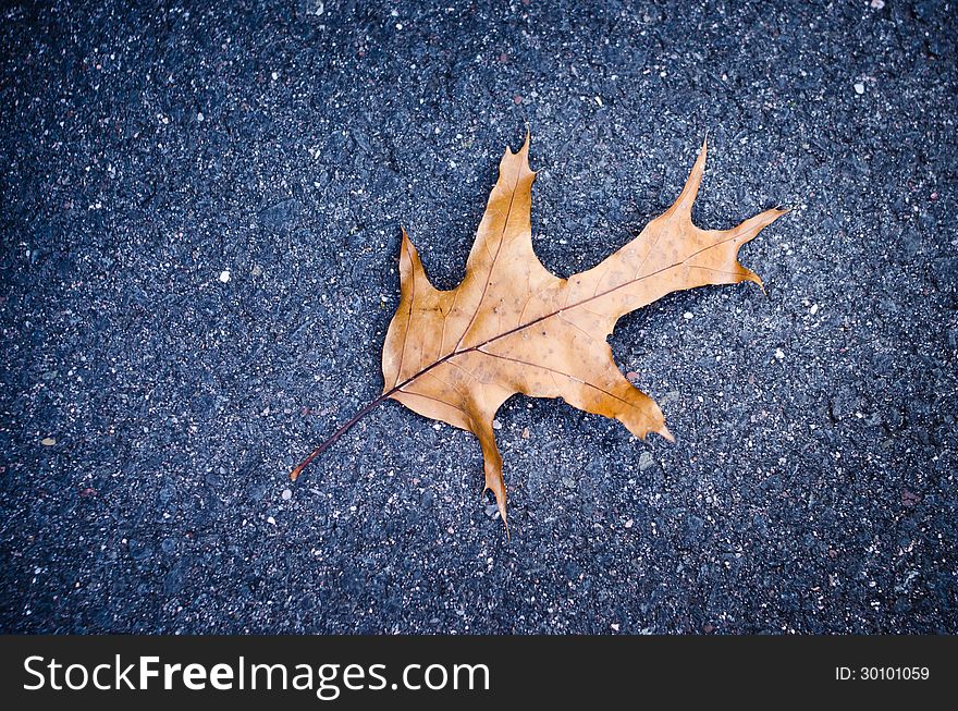 An autumn Oak Leaf that found its way to the ground.