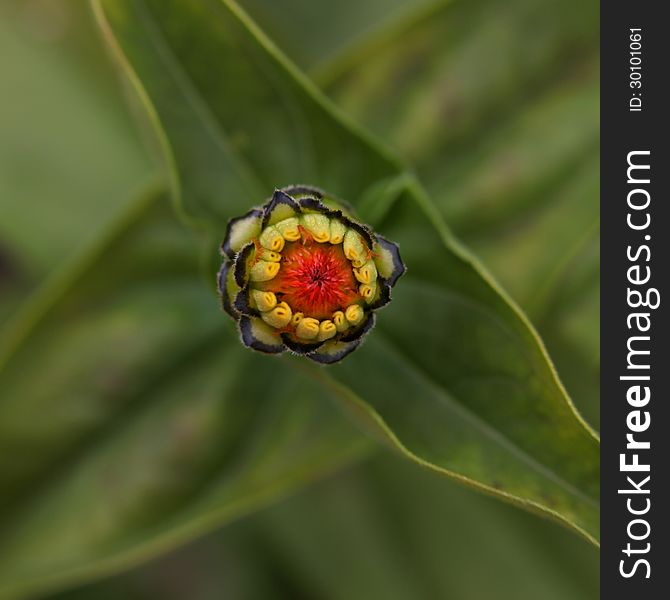 Close up shot of small daisy flower bud