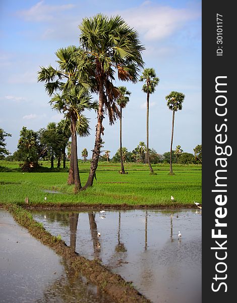 Scenic view of paddy fields,palm trees and herons in paddy field. Scenic view of paddy fields,palm trees and herons in paddy field