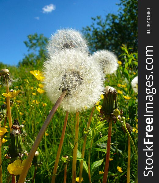 Fluffy dandelions and sunny day