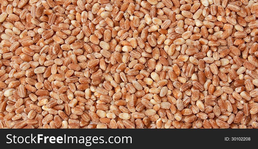 Barley Grains Background