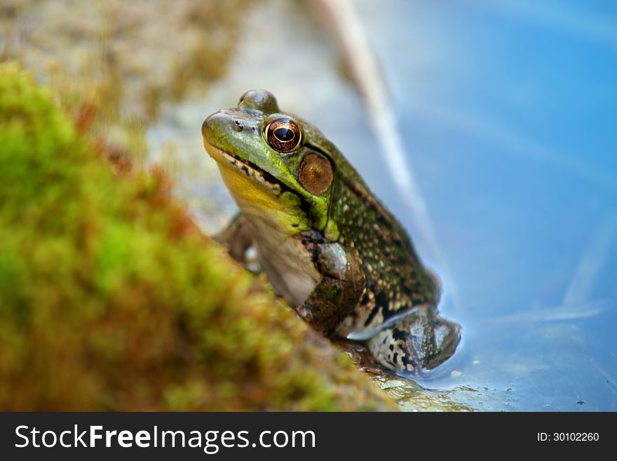 Green frog in the blue water pond