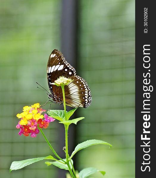 This is an image of a white-spotted butterfly resting on the cluster of colourful flowers. this image has been taken from a little Butterfly Garden somewhere at the Tasek Merimbun, Brunei Darussalam.