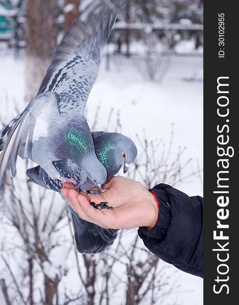 Two doves in the hand of a man to eat. Two doves in the hand of a man to eat.