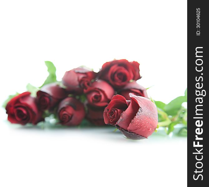 Beautiful Red rose on white background