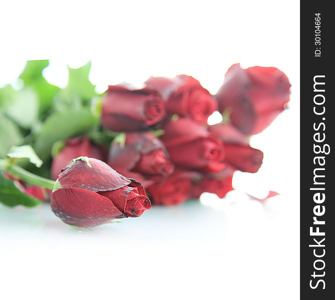 Red rose on white background