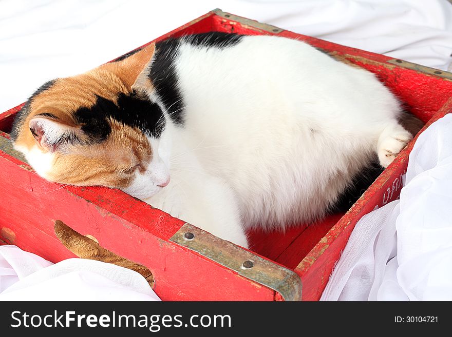 Fat cat cramped into a crate to small for her. Fat cat cramped into a crate to small for her.