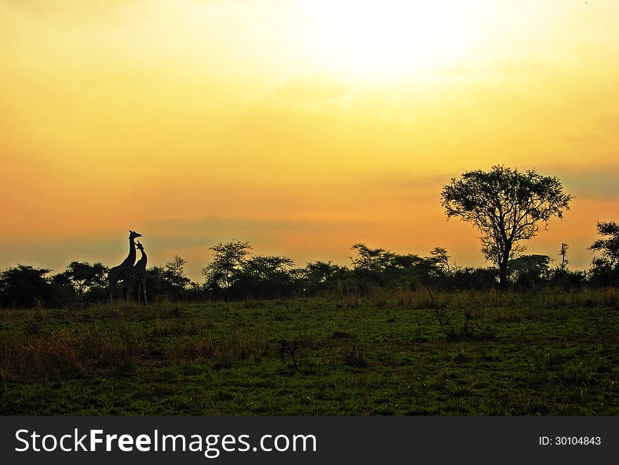 As the day dawns the beauty unfolds in Murchison Falls National Park Uganda where this photograph was taken. Two giraffes seem to cuddle as the new day begins. As the day dawns the beauty unfolds in Murchison Falls National Park Uganda where this photograph was taken. Two giraffes seem to cuddle as the new day begins.