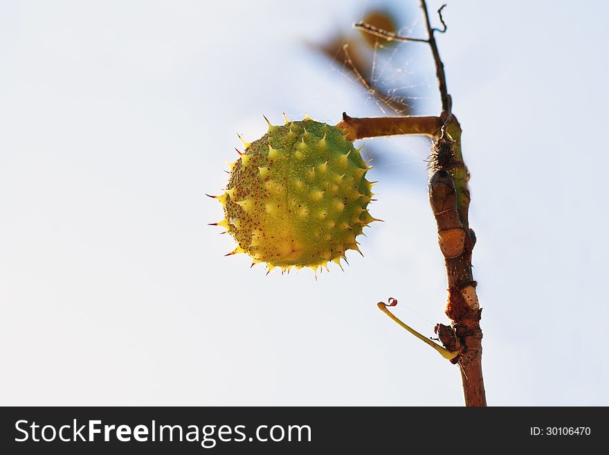 Chestnut On A Branch