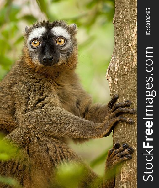 A Red-Fronted Brown lemur image taken at Berenty Preserve, Madagascar. A Red-Fronted Brown lemur image taken at Berenty Preserve, Madagascar