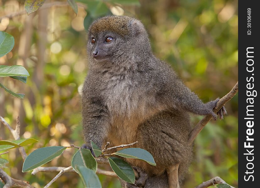 A Bamboo Lemur image taken at Vakona Lodge, Madagascar. A Bamboo Lemur image taken at Vakona Lodge, Madagascar