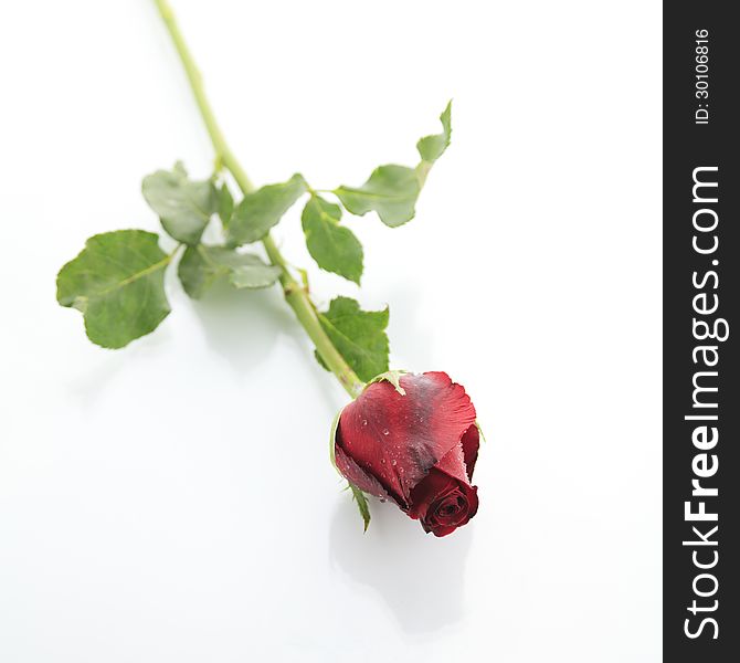 Red rose on white background