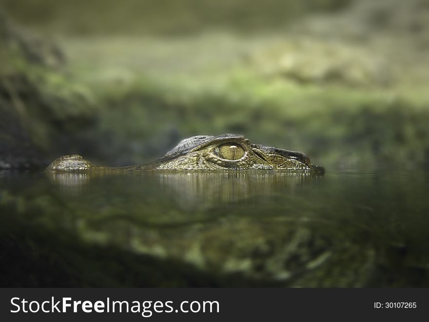 Cayman laying in the ambush in the river. Cayman laying in the ambush in the river