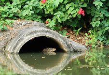 Drainage Pipe With Water Monitor Royalty Free Stock Image Drainage Pipe With Water Monitor Royalty Free Stock Image