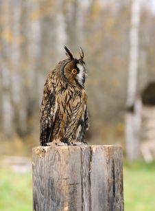 Young Euroasian Eagle Owl Stock Photo