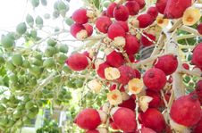 Rip Areca Or Betel Palm Fruit. Stock Images Rip Areca Or Betel Palm Fruit. Stock Images