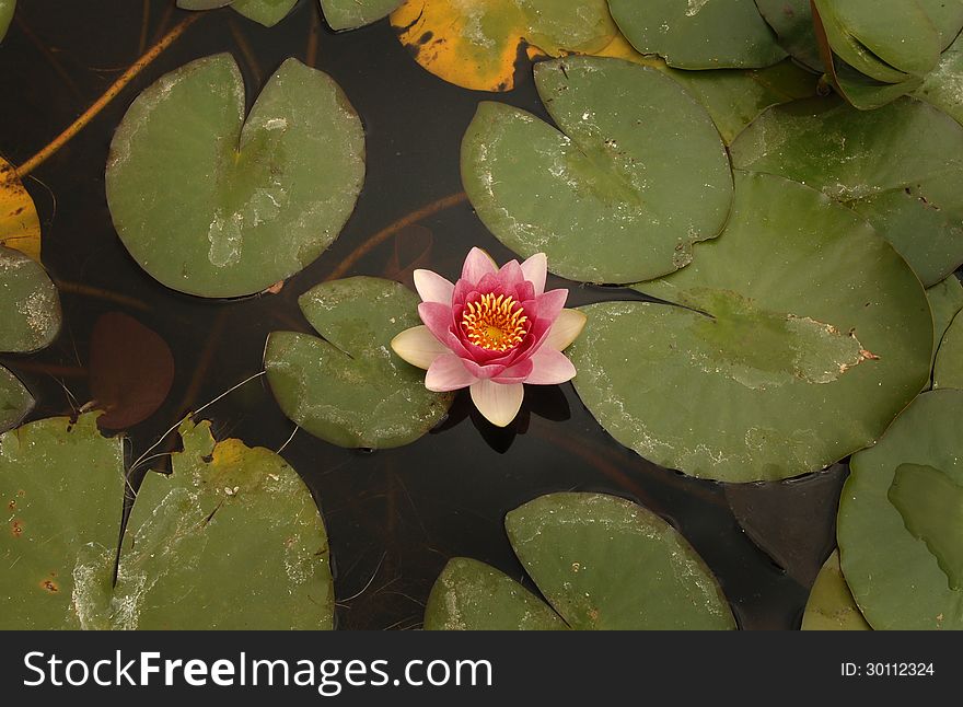 A beautiful pink and white flower in the middle of the waterlilies. A beautiful pink and white flower in the middle of the waterlilies