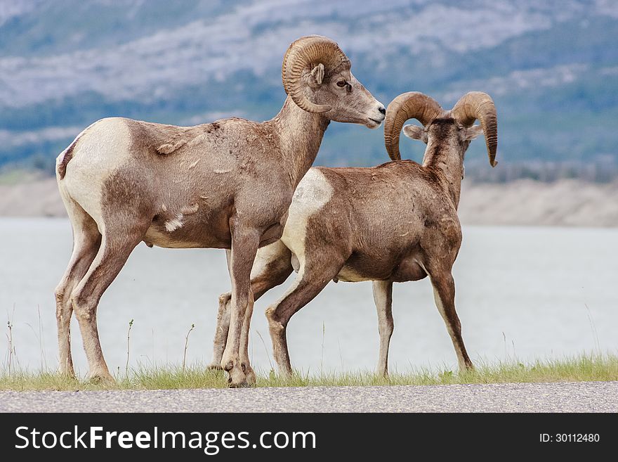 Pair of Canadian Mountain Sheep by Japer Canada. Pair of Canadian Mountain Sheep by Japer Canada