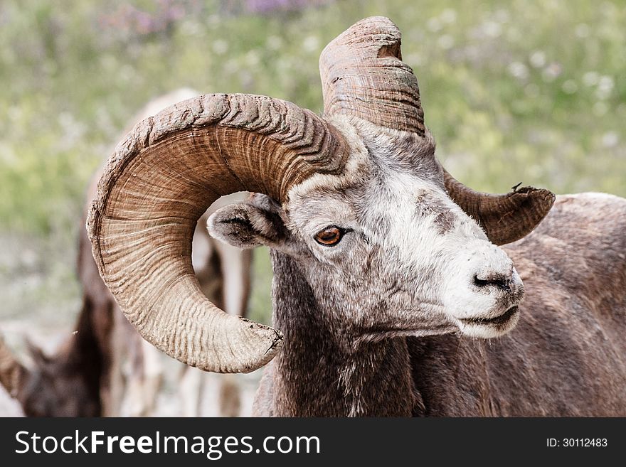Canadian Mountain Sheep by Japer Canada. Canadian Mountain Sheep by Japer Canada